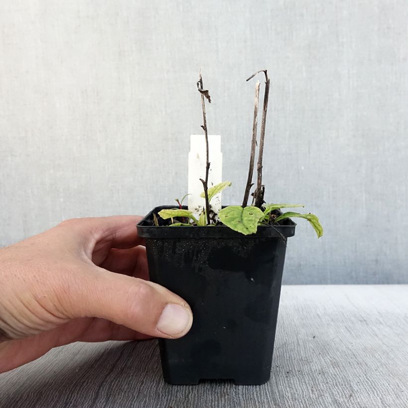 Exemplaar van Echinacea purpurea Green Jewel - Rode zonnehoed Kweekpotje van 8/9 cm zoals geleverd in de herfst