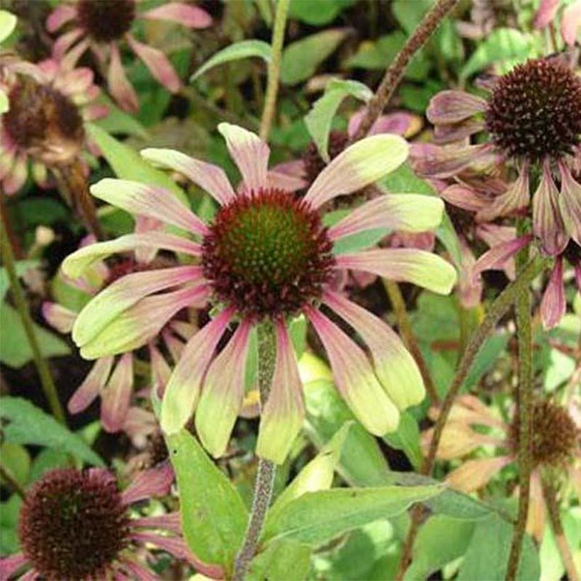 Echinacea Green Twister - Rode zonnehoed (Bloei)