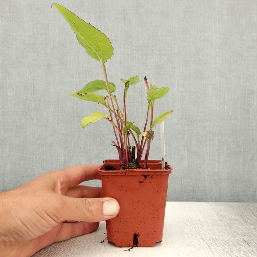 Exemplaar van Echinacea Green Twister - Rode zonnehoed Kweekpotje van 8/9 cm zoals geleverd in de zomer
