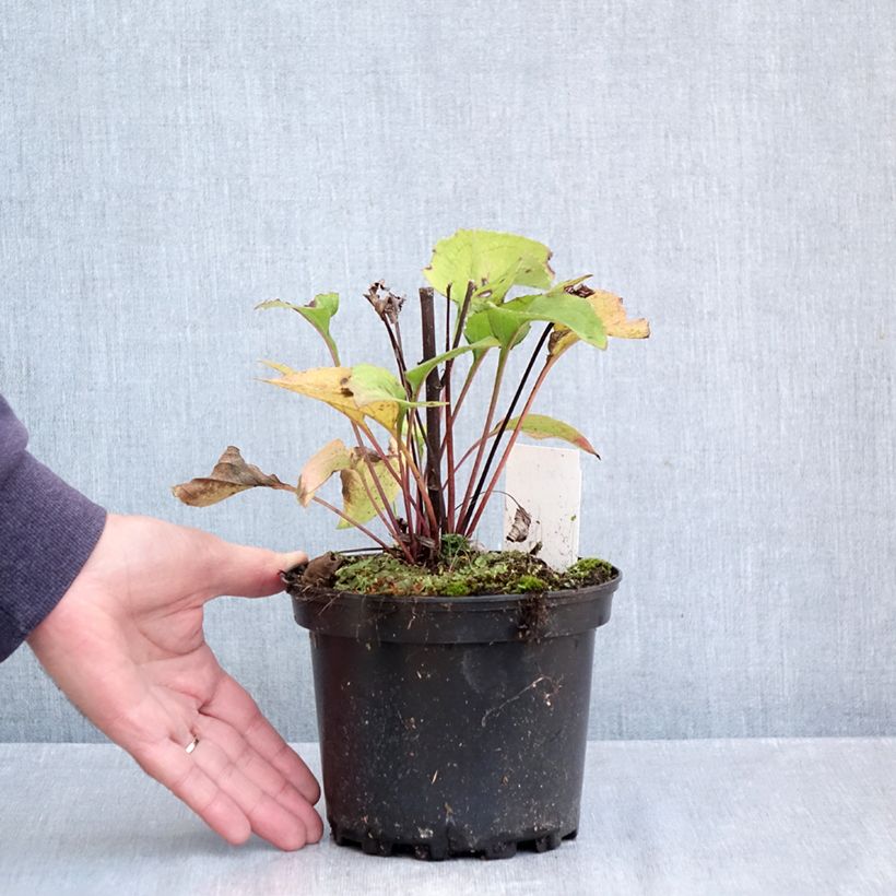 Exemplaar van Echinacea Green Twister - Rode zonnehoed Pot van 1,5 l/2 l zoals geleverd in de herfst