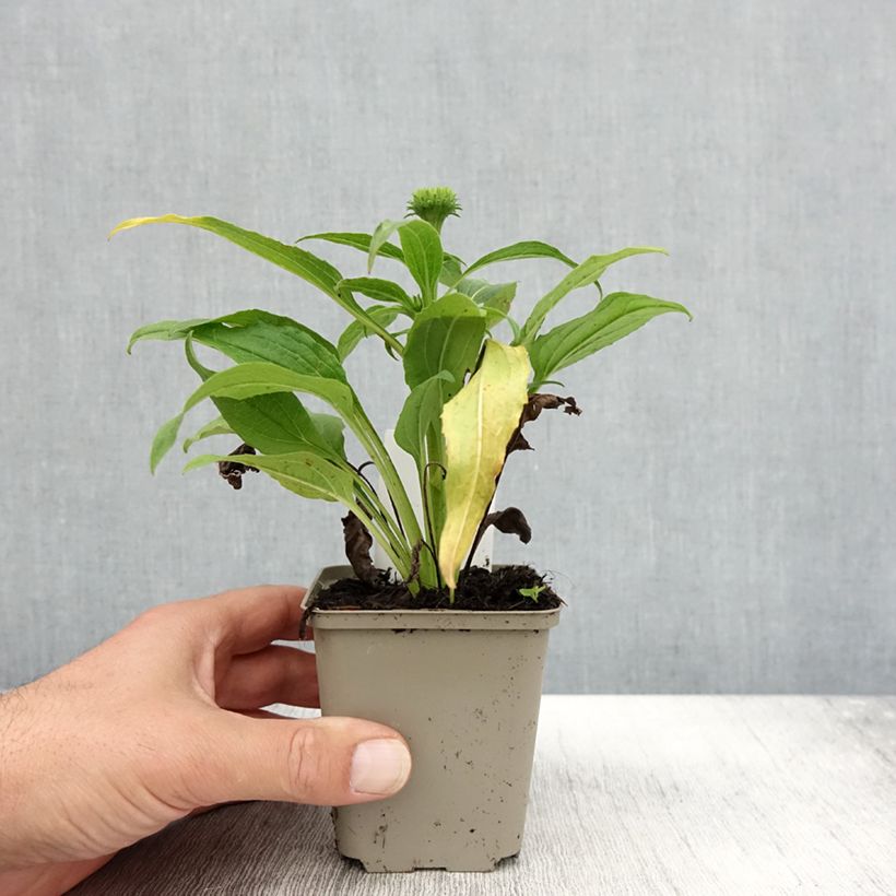 Exemplaar van Echinacea purpurea Harvest Moon - Rode zonnehoed Kweekpotje van 8/9 cm zoals geleverd in de herfst