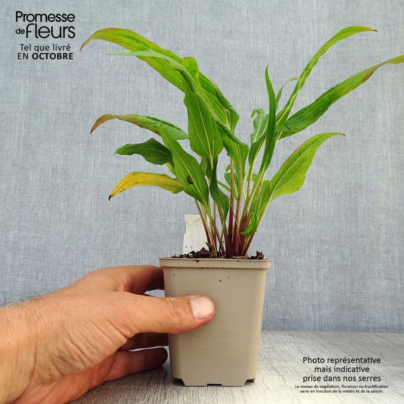 Exemplaar van Echinacea purpurea Hot Papaya - Rode zonnehoed Kweekpotje van 8/9 cm zoals geleverd in de herfst