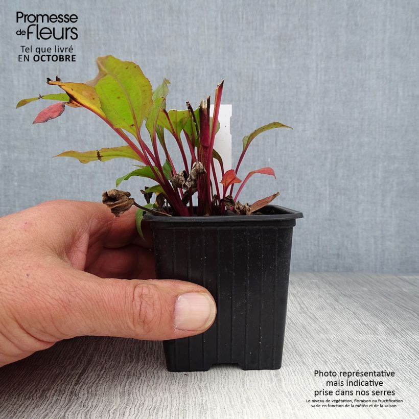 Exemplaar van Echinacea purpurea Hot Summer - Rode zonnehoed Kweekpotje van 8/9 cm zoals geleverd in de herfst