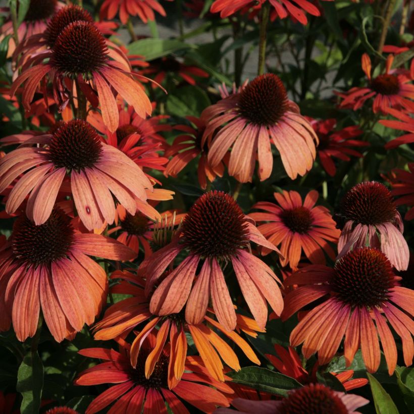Echinacea purpurea Julia - Rode zonnehoed (Flowering)