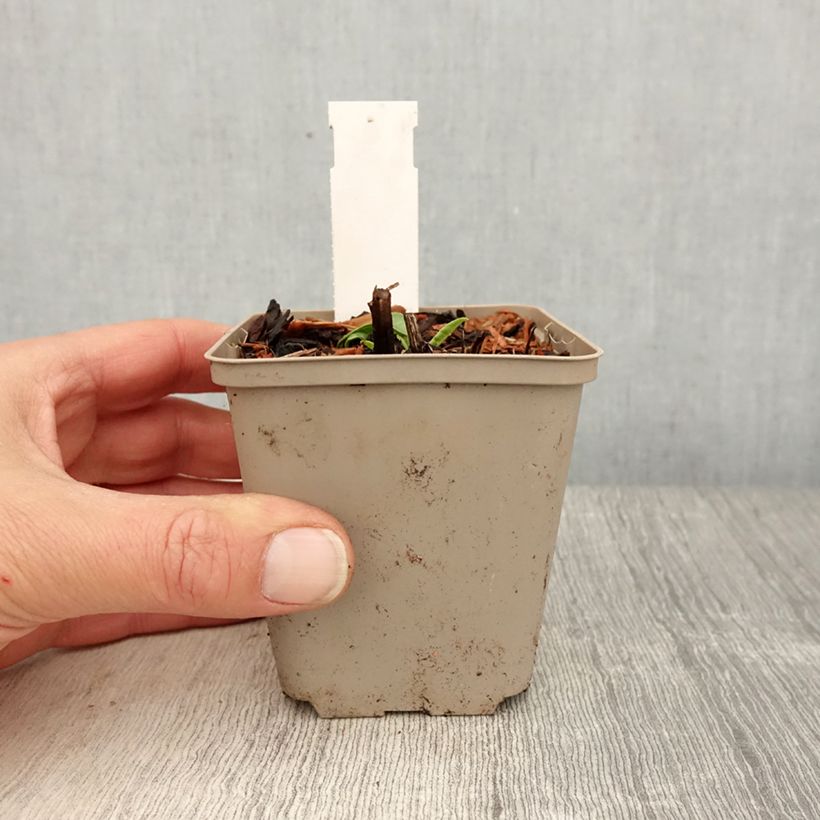 Exemplaar van Echinacea purpurea Kismet Wit - Rode zonnehoed Kweekpotje van 8/9 cm zoals geleverd in de lente