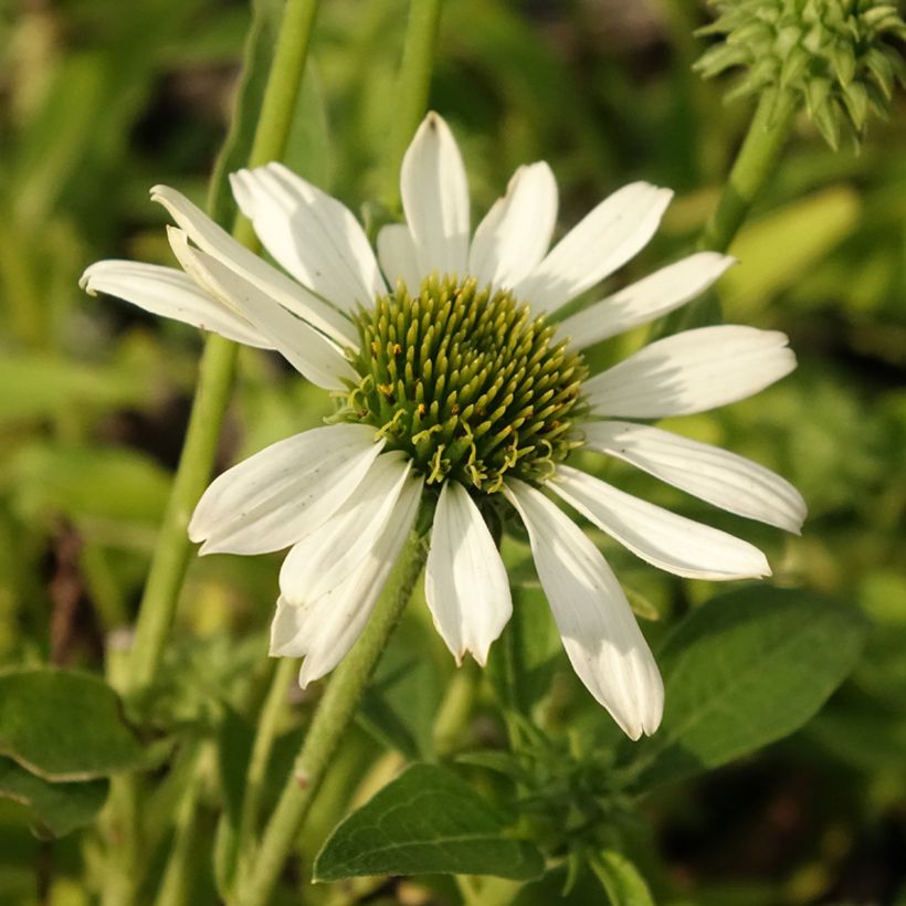 Echinacea purpurea Kismet Wit - Rode zonnehoed (Bloei)