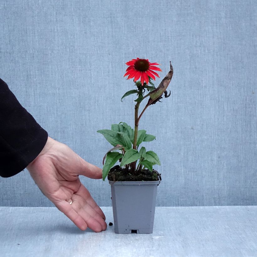 Exemplaar van Echinacea purpurea Lakota Red - Rode zonnehoed Kweekpotje van 8/9 cm zoals geleverd in de herfst