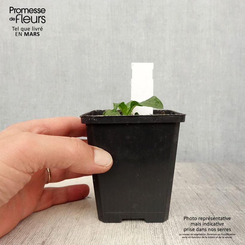 Exemplaar van Echinacea purpurea Lakota Yellow - Rode zonnehoed Kweekpotje van 8/9 cm zoals geleverd in de lente