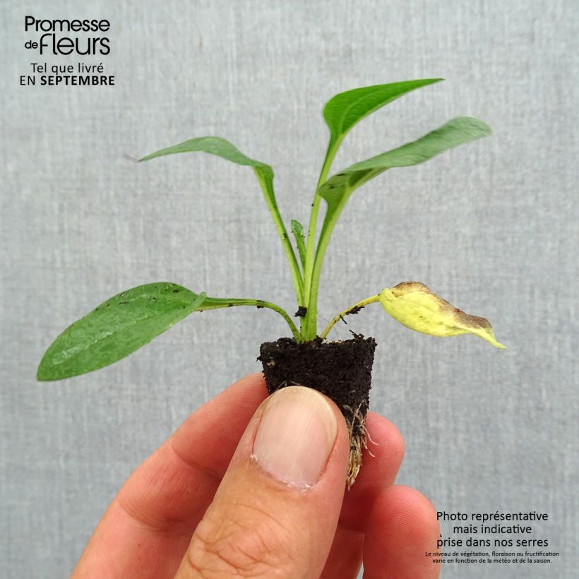 Exemplaar van Echinacea purpurea Lakota Yellow - Rode zonnehoed Mini-mot Ø 3/4 cm zoals geleverd in de herfst