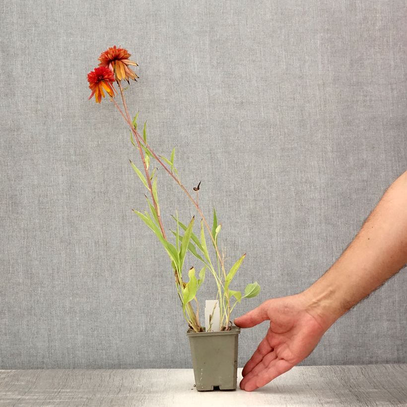 Exemplaar van Echinacea purpurea Marmalade - Rode zonnehoed Kweekpotje van 8/9 cm zoals geleverd in de zomer