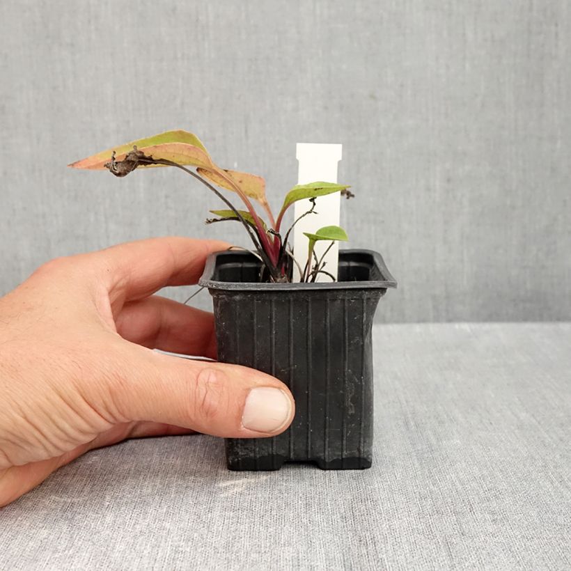 Exemplaar van Echinacea purpurea Maxima - Rode zonnehoed Kweekpotje van 8/9 cm zoals geleverd in de herfst