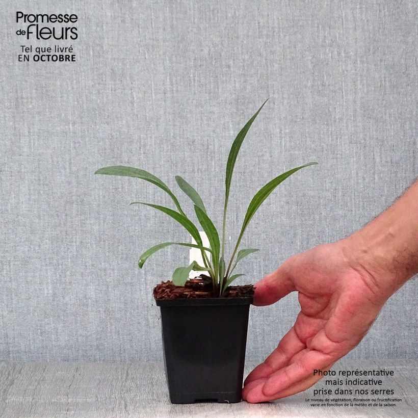 Exemplaar van Echinacea pallida - Zonnehoed Kweekpotje van 8/9 cm zoals geleverd in de herfst