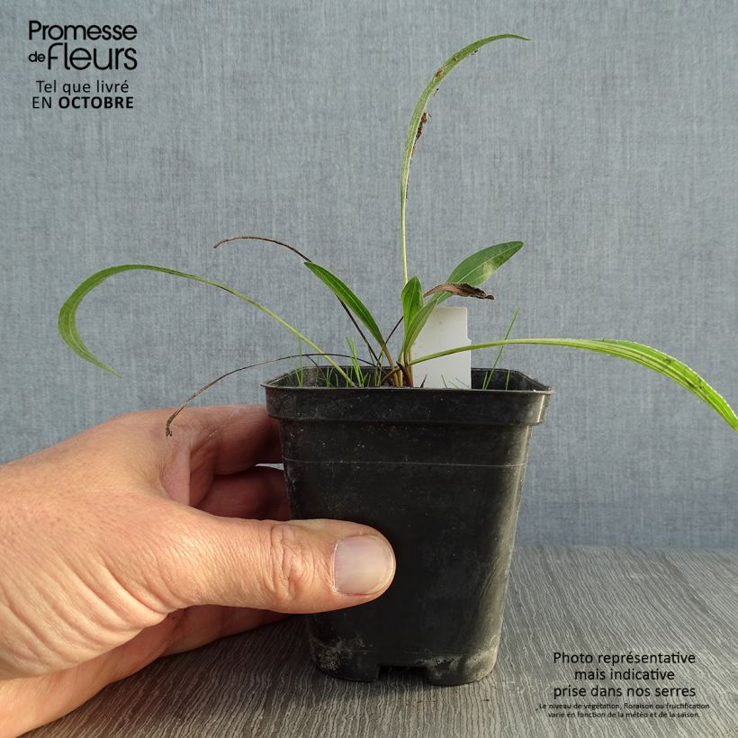 Exemplaar van Echinacea pallida Hula Dancer - Zonnehoed Kweekpotje van 8/9 cm zoals geleverd in de herfst