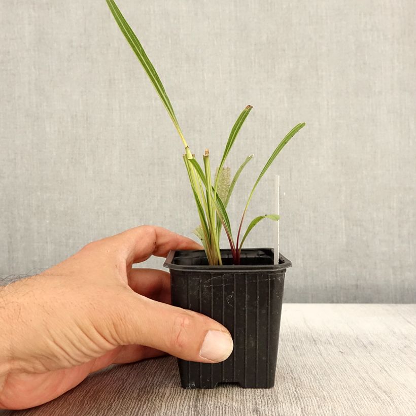 Exemplaar van Echinacea paradoxa - Gele zonnehoed Kweekpotje van 8/9 cm zoals geleverd in de herfst