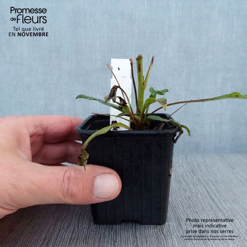 Exemplaar van Echinacea purpurea Prima Ruby - Rode zonnehoed Kweekpotje van 8/9 cm zoals geleverd in de herfst