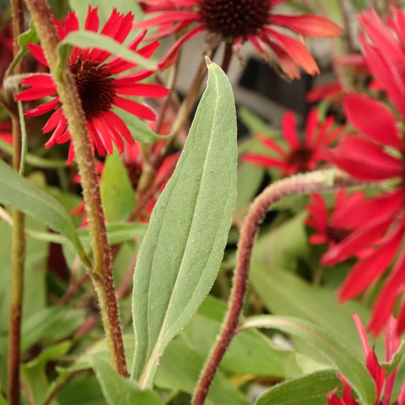 Echinacea purpurea Prima Ruby - Rode zonnehoed (Blad)