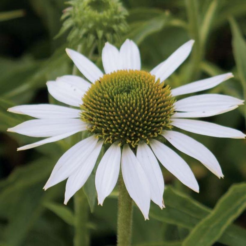 Echinacea purpurea Purity - Rode zonnehoed (Bloei)