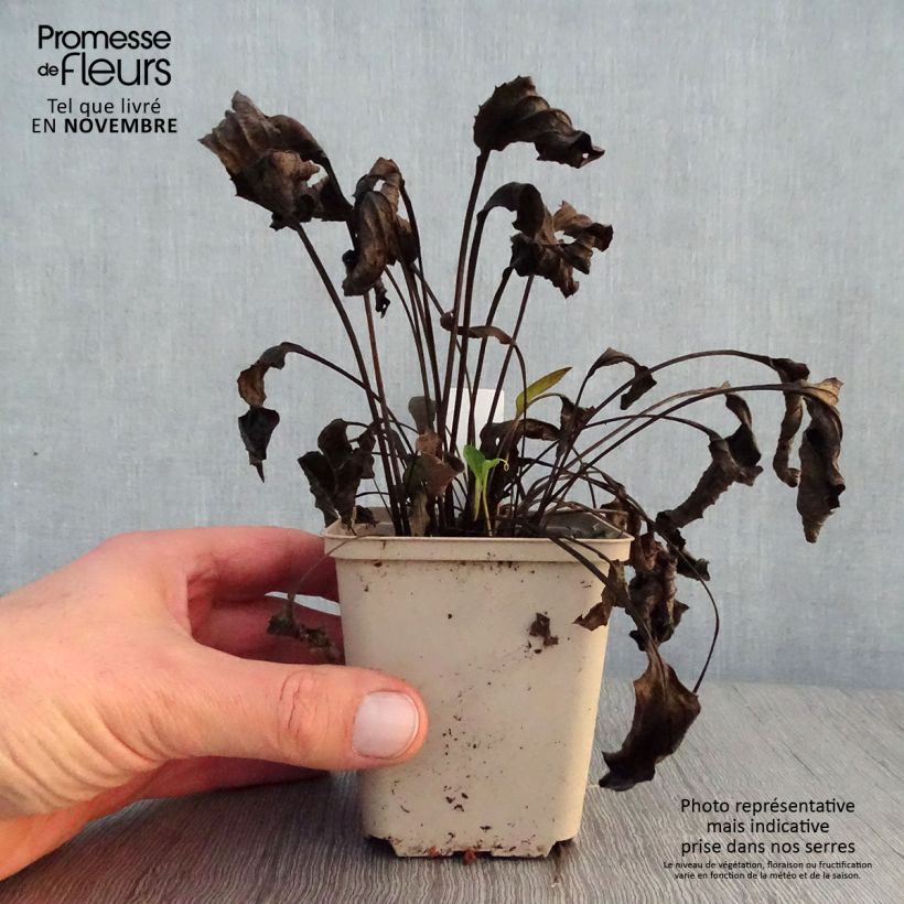 Exemplaar van Echinacea purpurea Purity - Rode zonnehoed Kweekpotje van 8/9 cm zoals geleverd in de herfst