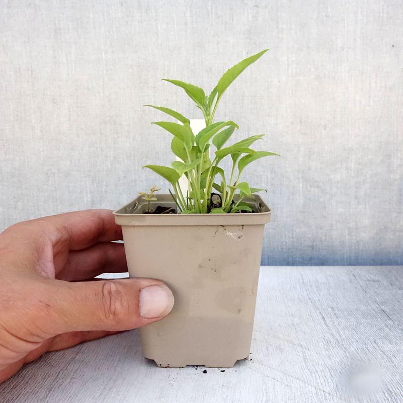 Exemplaar van Echinacea purpurea Purity - Rode zonnehoed Kweekpotje van 8/9 cm zoals geleverd in de zomer