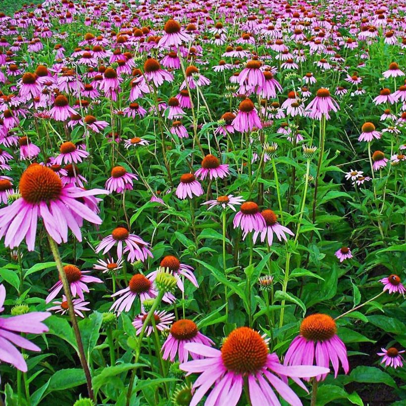 Echinacea purpurea - Rode zonnehoed (Bloei)