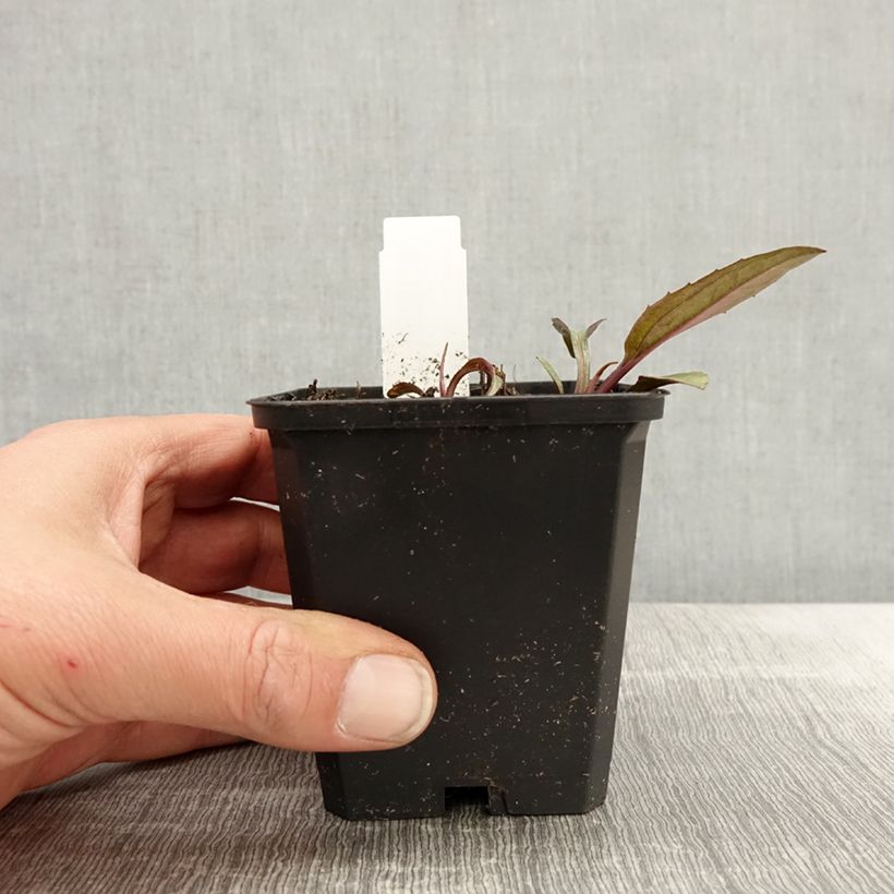 Example of Echinacea purpurea Augustkönigin - Rode zonnehoed Kweekpotje van 8/9 cm as you get in printemps