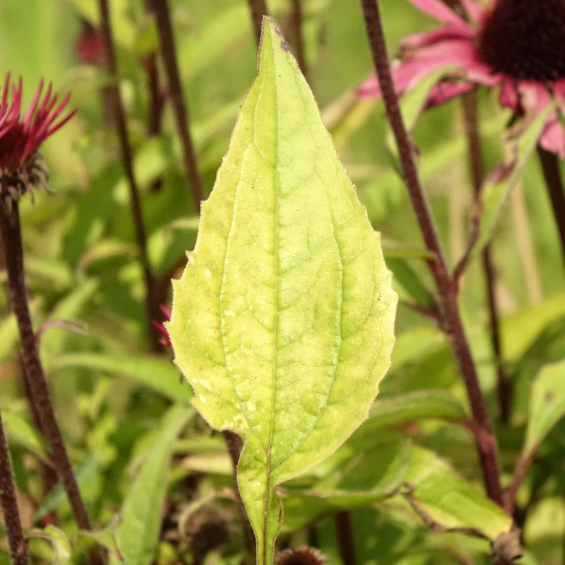 Echinacea purpurea Augustkönigin - Rode zonnehoed (Blad)