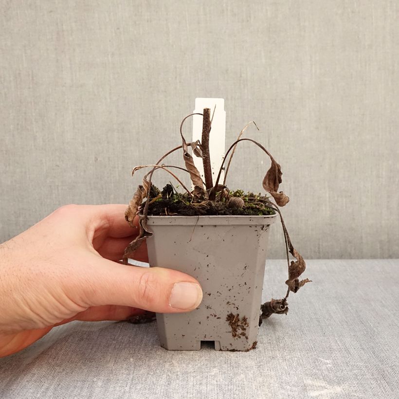 Exemplaar van Echinacea purpurea Delicious Candy - Rode zonnehoed Kweekpotje van 8/9 cm zoals geleverd in de winter