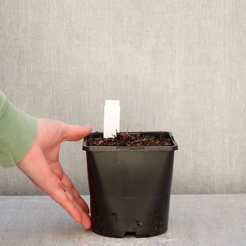 Exemplaar van Echinacea purpurea Double Decker - Rode zonnehoed Pot van 2 l/3 l zoals geleverd in de winter