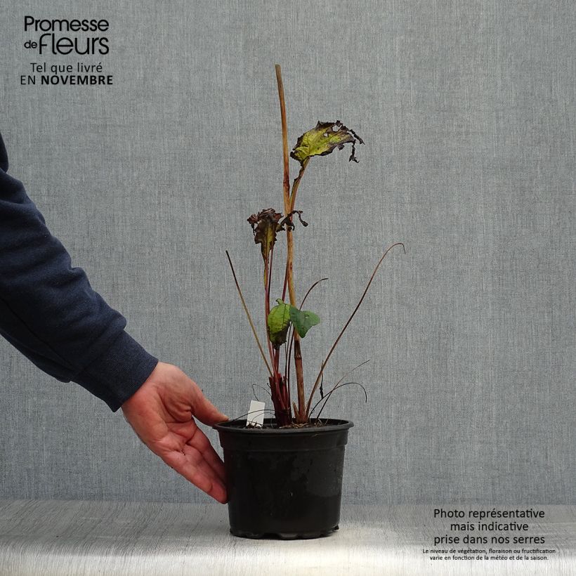 Exemplaar van Echinacea purpurea - Rode zonnehoed Pot van 2 l/3 l zoals geleverd in de herfst