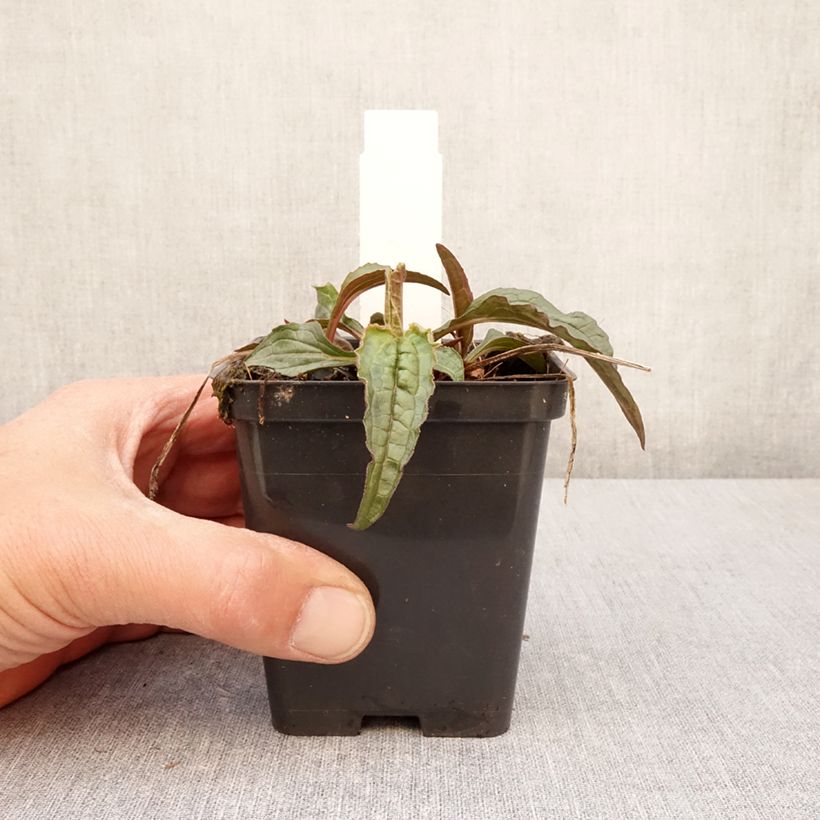 Example of Echinacea purpurea Espinoso Green - Rode zonnehoed Kweekpotje van 8/9 cm as you get in printemps