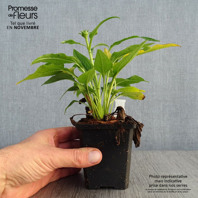 Exemplaar van Echinacea purpurea Espinoso Yellow - Rode zonnehoed Kweekpotje van 8/9 cm zoals geleverd in de herfst