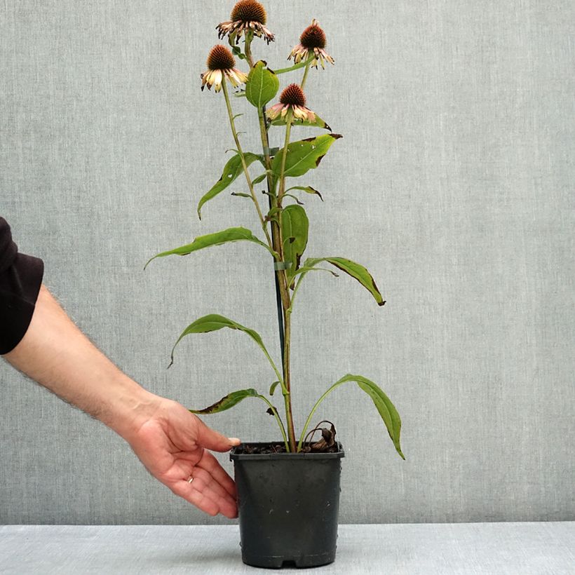 Exemplaar van Echinacea purpurea Funky Yellow - Rode zonnehoed Pot van 2 l/3 l zoals geleverd in de zomer