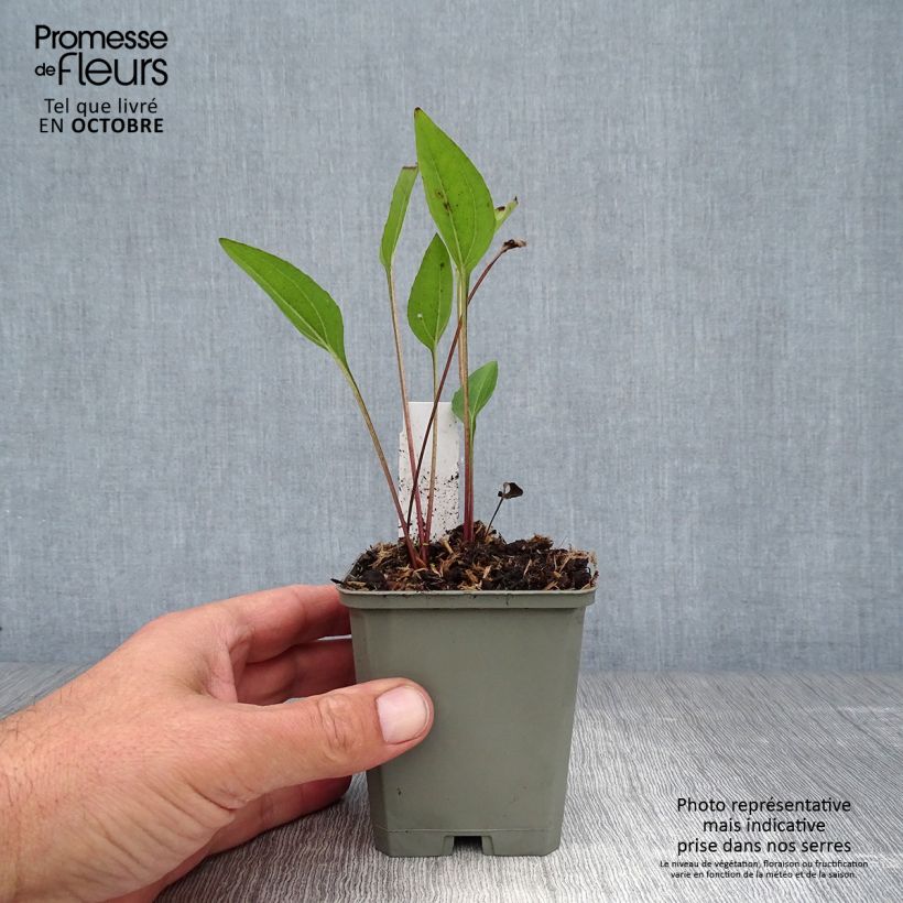 Exemplaar van Echinacea purpurea Irresistible - Rode zonnehoed Kweekpotje van 8/9 cm zoals geleverd in de herfst