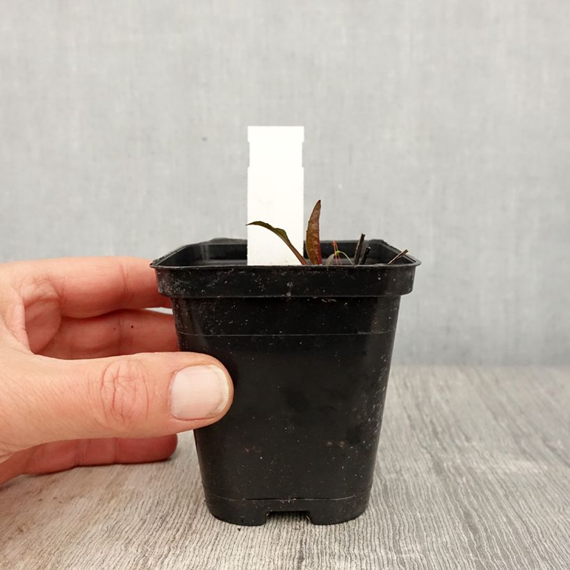 Example of Echinacea purpurea Leuchtstern - Rode zonnehoed Kweekpotje van 8/9 cm as you get in printemps