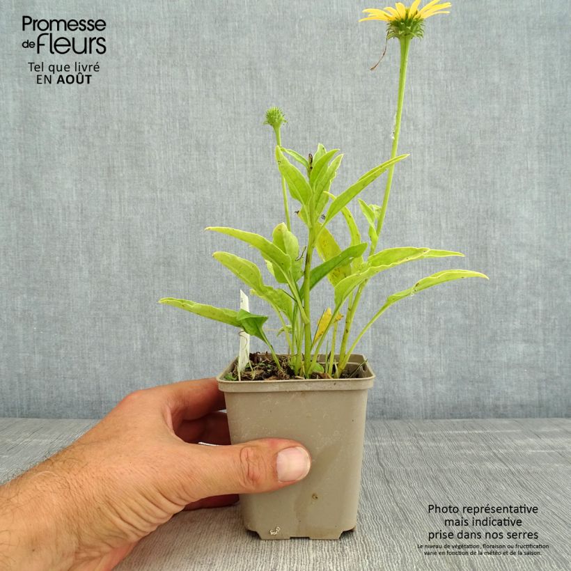 Exemplaar van Echinacea purpurea Mac 'n' Cheese - Rode zonnehoed Kweekpotje van 8/9 cm zoals geleverd in de zomer