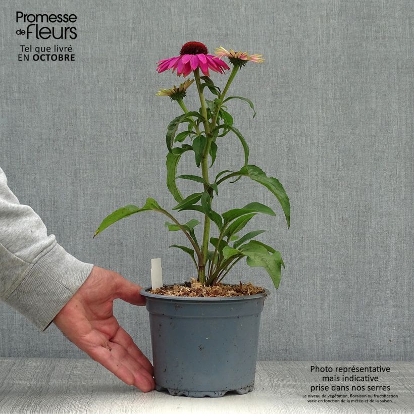 Exemplaar van Echinacea purpurea Magnus - Rode zonnehoed Pot van 2 l/3 l zoals geleverd in de herfst