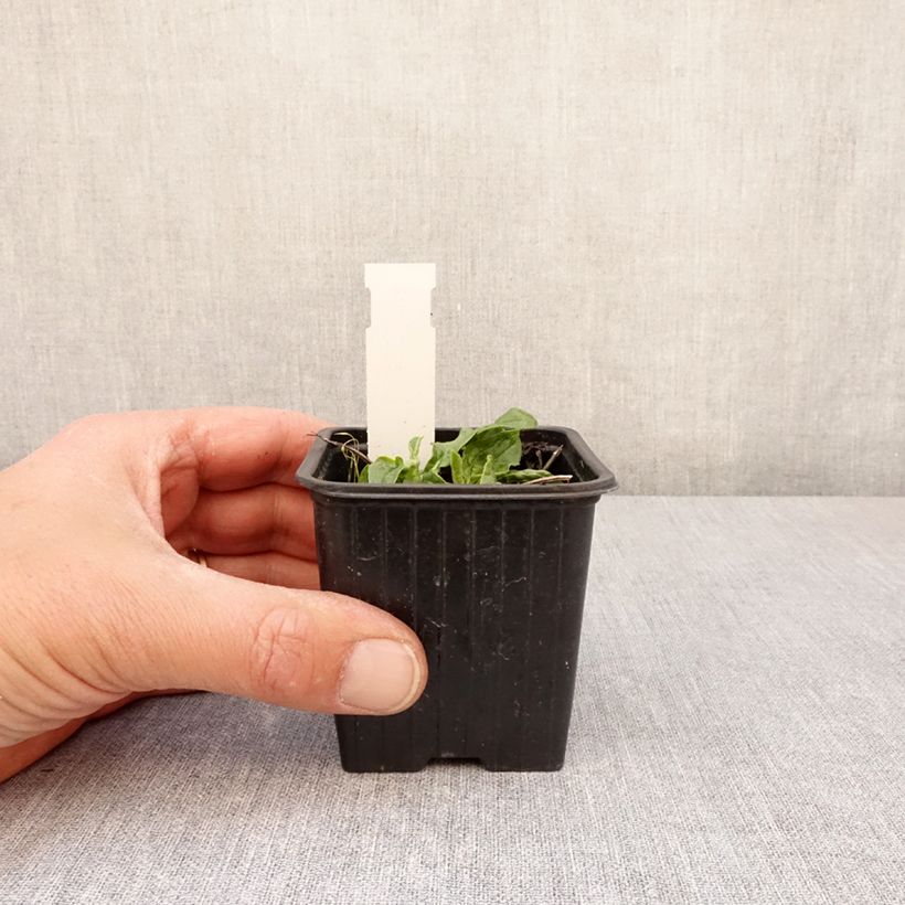 Exemplaar van Echinacea purpurea Mellow Yellows - Echinacée Kweekpotje van 8/9 cm zoals geleverd in de lente