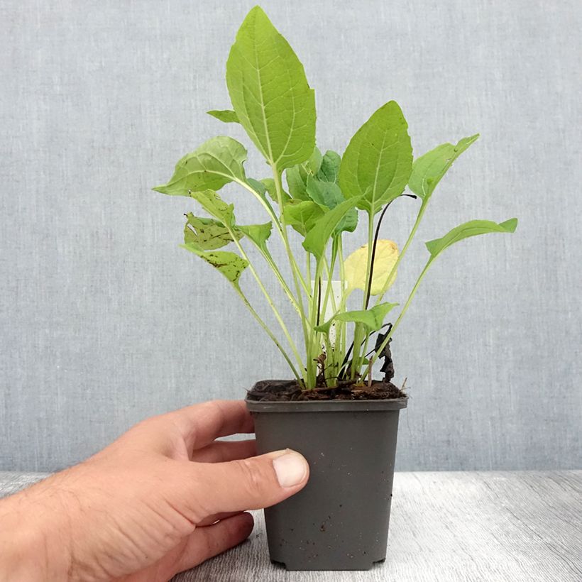 Exemplaar van Echinacea purpurea Milkshake - Rode zonnehoed Kweekpotje van 8/9 cm zoals geleverd in de zomer
