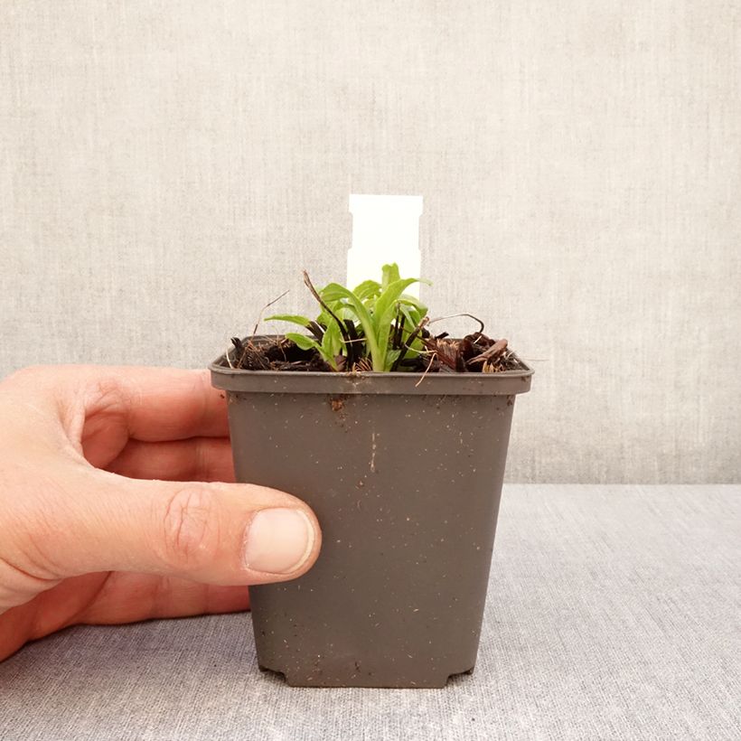 Example of Echinacea purpurea Milkshake - Rode zonnehoed Kweekpotje van 8/9 cm as you get in printemps