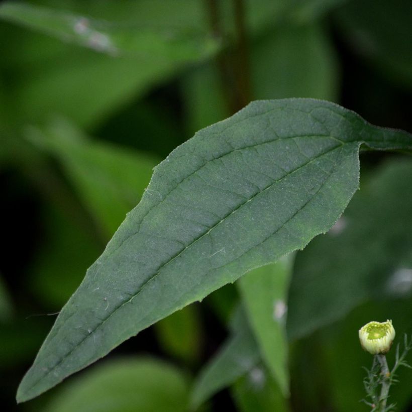 Echinacea purpurea Pica Bella - Rode zonnehoed (Foliage)
