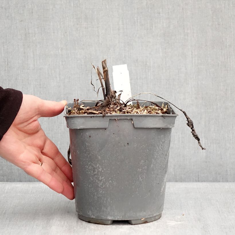 Example of Echinacea purpurea Strawberries and Cream - Rode zonnehoed Pot van 2 l/3 l as you get in hiver