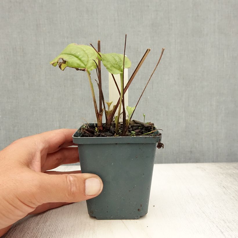 Exemplaar van Echinacea purpurea Summer Cocktail - Rode zonnehoed Kweekpotje van 8/9 cm zoals geleverd in de zomer