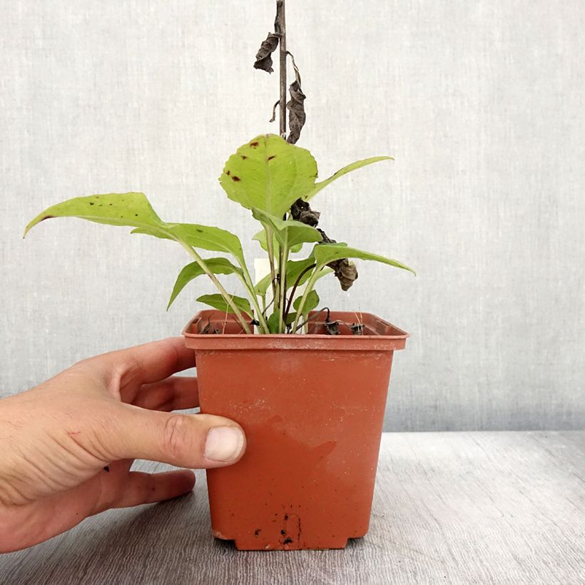 Exemplaar van Echinacea purpurea Summer Cocktail Pot de 1L/1,5L zoals geleverd in de herfst
