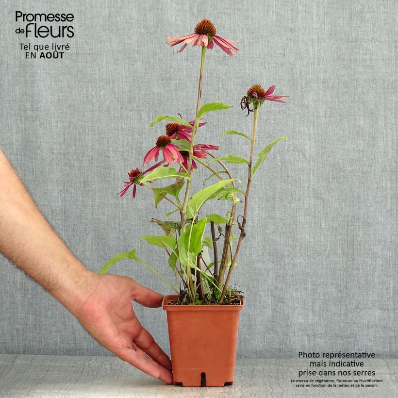 Exemplaar van Echinacea purpurea Summer Cocktail - Rode zonnehoed Pot van 1 l/1,5 l zoals geleverd in de zomer