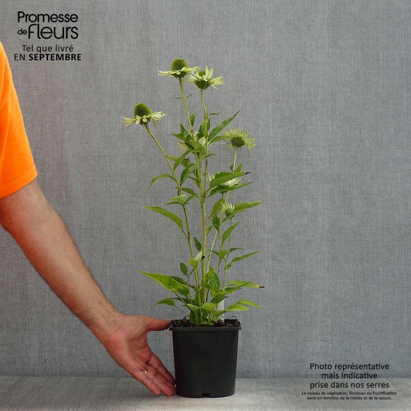 Exemplaar van Echinacea purpurea Virgin - Rode zonnehoed Pot van 2 l/3 l zoals geleverd in de zomer