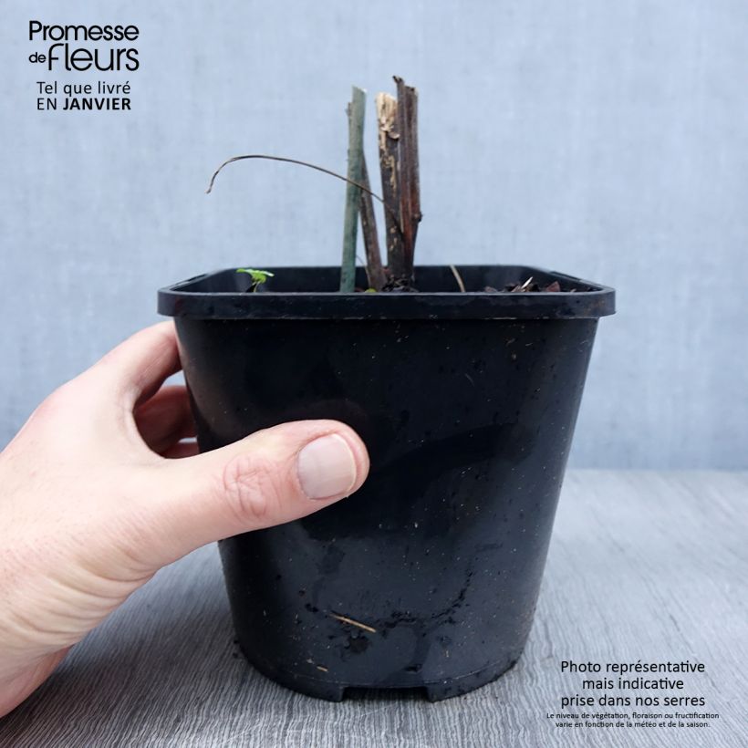 Exemplaar van Echinacea purpurea Virgin - Echinacée Pot de 2L/3L zoals geleverd in de winter