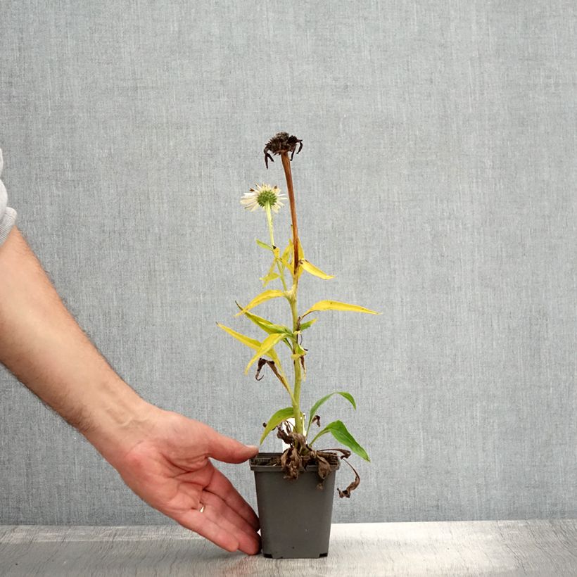 Exemplaar van Echinacea purpurea White Meditation Godet de 8/9 cm zoals geleverd in de herfst