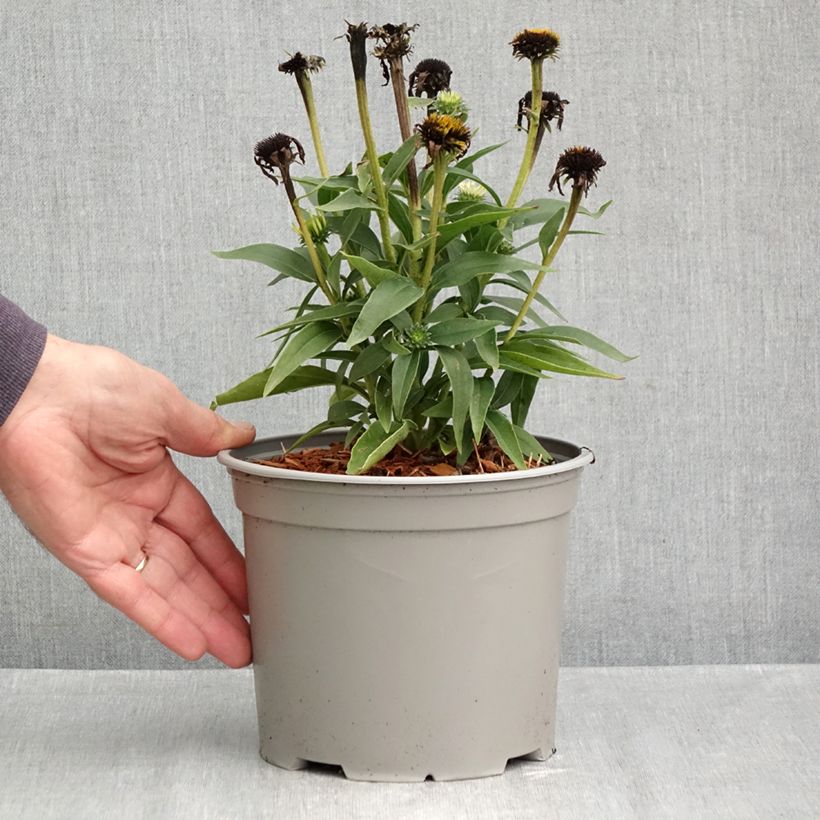 Exemplaar van Echinacea purpurea White Meditation - Rode zonnehoed Pot van 3 l/4 l zoals geleverd in de herfst