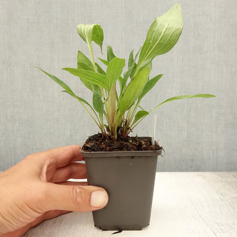 Exemplaar van Echinacea purpurea Southern Belle - Rode zonnehoed Kweekpotje van 8/9 cm zoals geleverd in de zomer