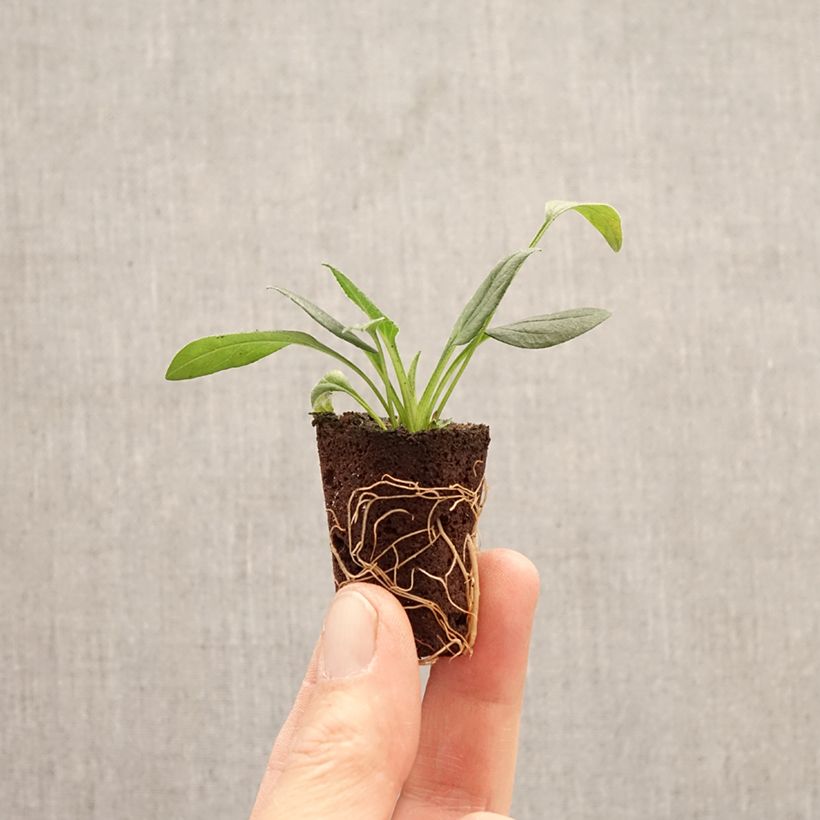 Exemplaar van Echinacea Sun Magic Vintage White - Rode zonnehoed Mini-mot Ø 3/4 cm zoals geleverd in de lente